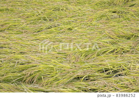 倒伏被害にあった収穫前のたんぼ 83986252