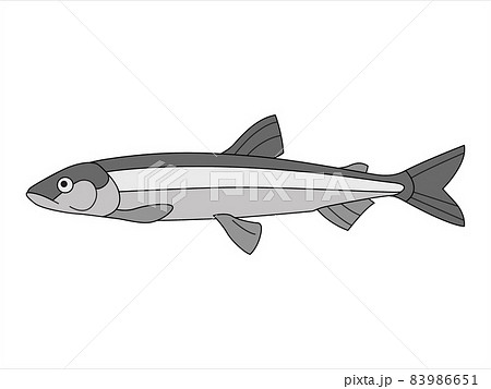 Marine, river fish on an isolated background. Vector illustration in doodle style. 83986651