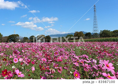 鉄塔とコスモス 83987100
