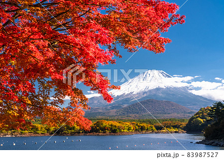 《山梨県》秋の富士山・精進湖湖畔の紅葉 83987527