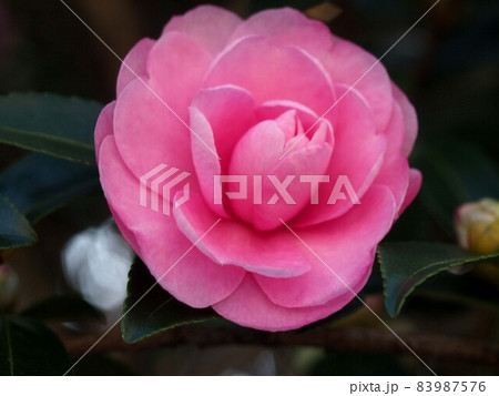 ピンクのサザンカの花のクローズアップ ピンクのサザンカの花のクローズアップ 83987576