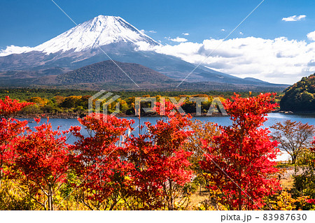 《山梨県》秋の富士山・精進湖湖畔の紅葉 83987630