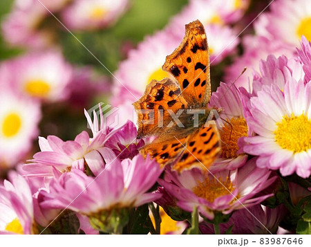 ピンクのサツマノギクの蜜を吸うキタテハ（立羽蝶と薩摩野菊） 83987646