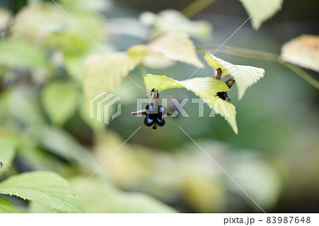 シロヤマブキ(白山吹)の果実 シロヤマブキ(白山吹)の果実 83987648