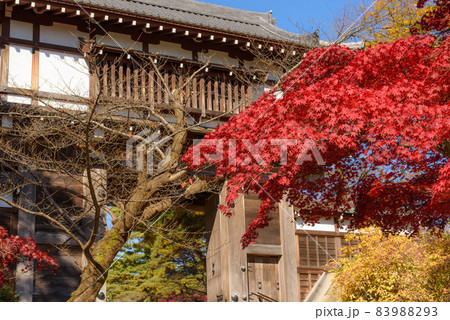 千秋公園の紅葉 83988293