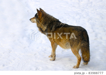 View of a beautiful adult wolf against the background of snow in the forest. View of a beautiful adult wolf against the background of snow in the forest. 83988777