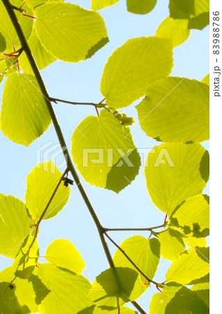 Blurry background, out of focus, a young green tree branch against a blue sky. Blurry background, out of focus, a young green tree branch against a blue sky. 83988786