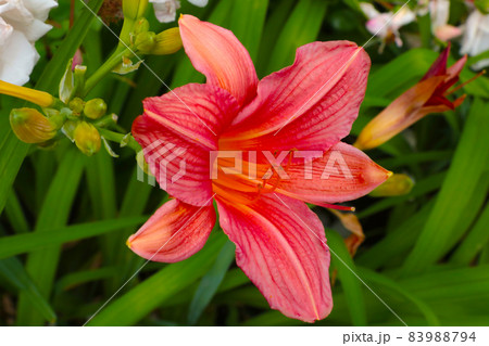 A flowering large lily in the park in spring or summer. A flowering large lily in the park in spring or summer. 83988794