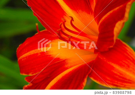 Out of focus, blurry background, blooming red lily. Out of focus, blurry background, blooming red lily. 83988798