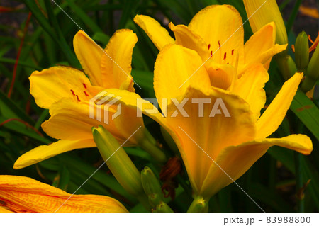 Yellow large buds of a flowering lily in the park. Yellow large buds of a flowering lily in the park. 83988800