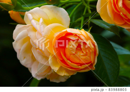 An orange flowering branch of a rose blooms in the garden. 83988803