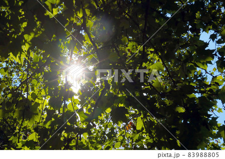 The sun shines through the thick branches of the tree. 83988805