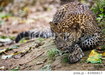 Sri Lankan leopard cub, Panthera pardus kotiya Sri Lankan leopard cub, Panthera pardus kotiya 83988817