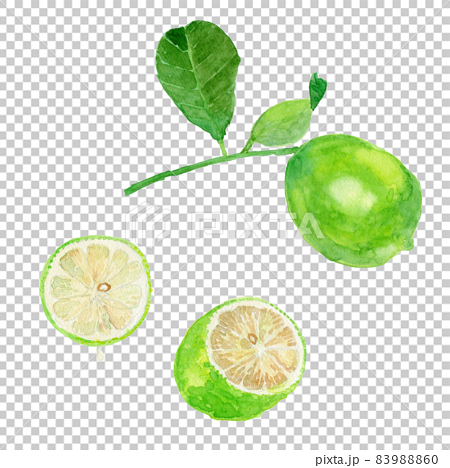Citrus limon グリーンレモンの実とカットレモンの水彩イラスト 83988860