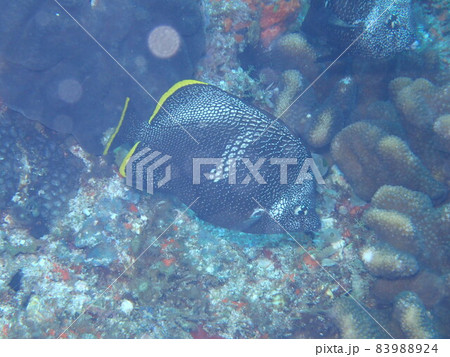 小笠原諸島の固有種、ユウゼン 83988924