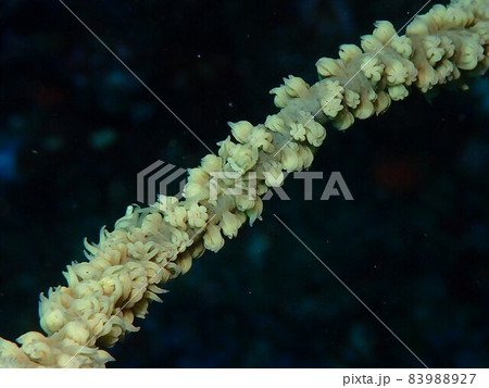 小笠原諸島のムチカラマツエビ 83988927