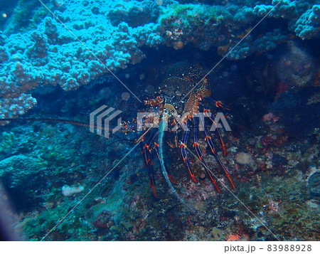 小笠原諸島のアカイセエビ 83988928