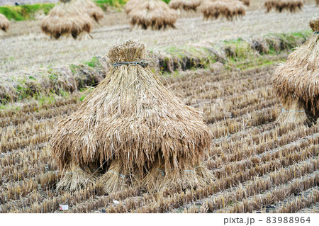 稲刈り後のにお積みされた田んぼの風景 83988964