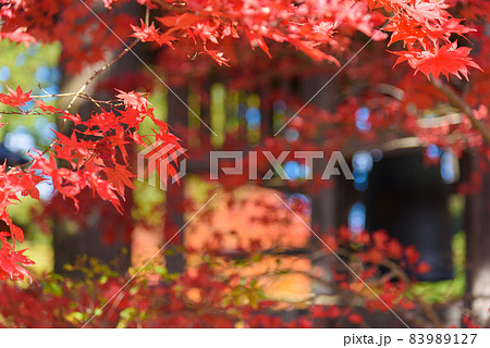 秋の毛越寺 秋の毛越寺 83989127