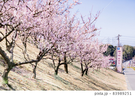 愛知県知多市佐布里池公園の梅林 愛知県知多市佐布里池公園の梅林 83989251