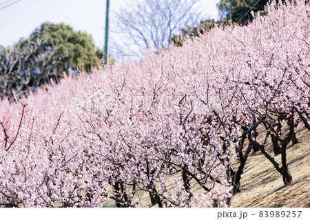 愛知県知多市佐布里池公園の梅林 愛知県知多市佐布里池公園の梅林 83989257