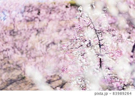 愛知県知多市佐布里池公園の梅林 愛知県知多市佐布里池公園の梅林 83989264