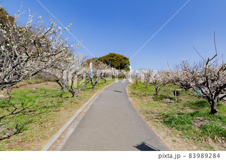 愛知県知多市佐布里池公園の梅林 愛知県知多市佐布里池公園の梅林 83989284