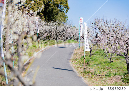 愛知県知多市佐布里池公園の梅林 愛知県知多市佐布里池公園の梅林 83989289