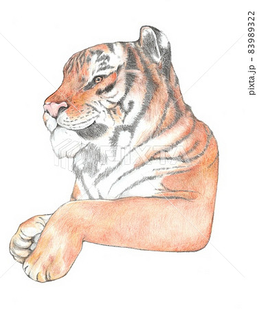 横を向いているトラ 横を向いているトラ 83989322