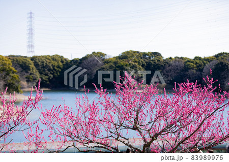 愛知県知多市佐布里池公園の梅林 83989976