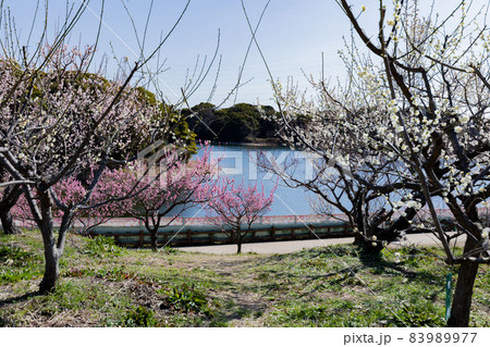 愛知県知多市佐布里池公園の梅林 83989977