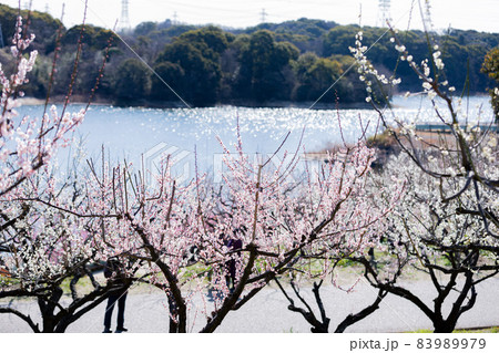 愛知県知多市佐布里池公園の梅林 83989979