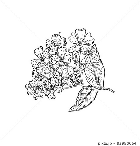 Verbena or Verbenaceae tropical flower plant vector sketch. Vervain blossom branch hand drawn illustration. 83990064