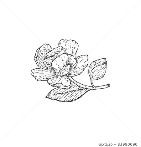 Tattoo art snak and flower drawing and sketch black and  stock vector  4915311  Crushpixel