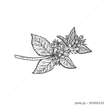 Mint leaf vintage sketch. Peppermint branch with flowers woodcut, perfect for organic food label. 83990102