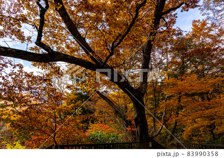岐阜県白川村・白川郷と周辺の秋の風景 83990358