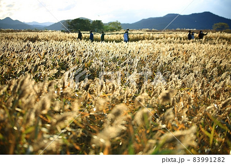 秋 風景 葦原 83991282