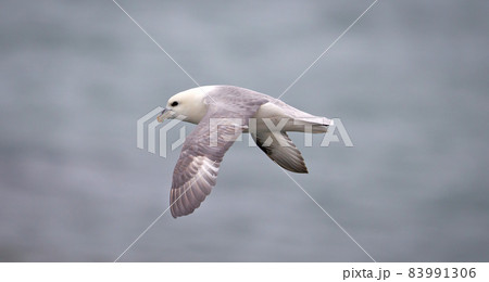 Northern Fulmar (Fulmarus glacialis). flying over the Atlantic Ocean near Iceland Northern Fulmar (Fulmarus glacialis). flying over the Atlantic Ocean near Iceland 83991306