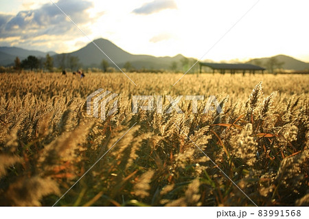 秋 風景 葦原 83991568