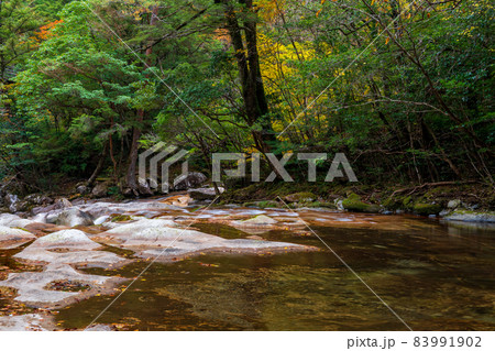 紅葉の色着く藤河内渓谷にエメラルドグリーンの川が流れる風景 紅葉の色着く藤河内渓谷にエメラルドグリーンの川が流れる風景 83991902