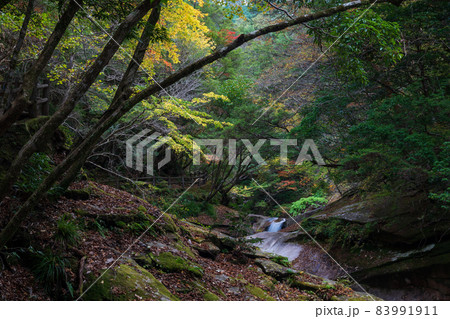紅葉の色着く藤河内渓谷にエメラルドグリーンの川が流れる風景 紅葉の色着く藤河内渓谷にエメラルドグリーンの川が流れる風景 83991911