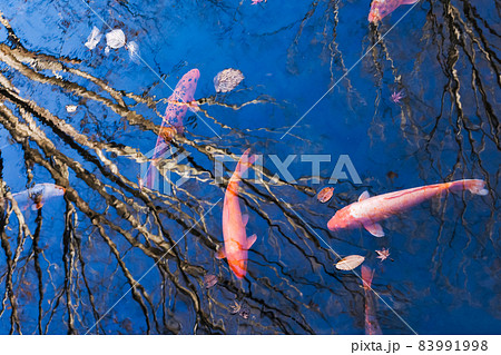 リフレクションの林の中を泳ぐ神秘的な錦鯉 リフレクションの林の中を泳ぐ神秘的な錦鯉 83991998