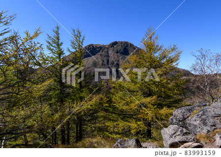 日光白根山と紅葉したカラマツ 83993159