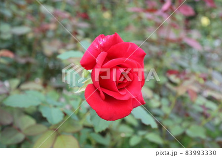 Red wild rose 83993330