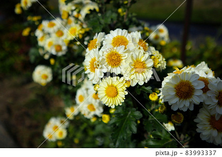 Marguerite Daisy Flower Marguerite Daisy Flower 83993337