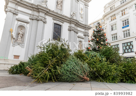 Dump pile stack of many used abandoned fir christmas trees collected for removal or recycling after xmas party end in old center of Vienna european city. Environmental harm of deforestation 83993982