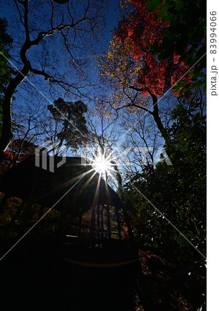 瑞宝寺公園の紅葉 瑞宝寺公園の紅葉 83994066
