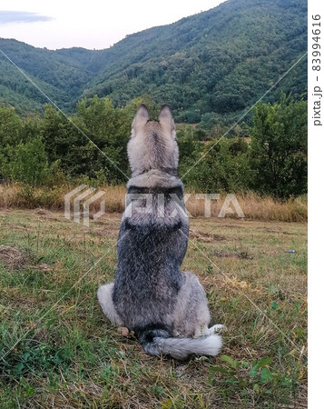 A dog in nature. 83994616