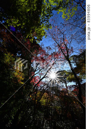 瑞宝寺公園の紅葉 瑞宝寺公園の紅葉 83994806