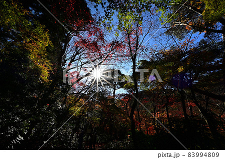 瑞宝寺公園の紅葉 瑞宝寺公園の紅葉 83994809